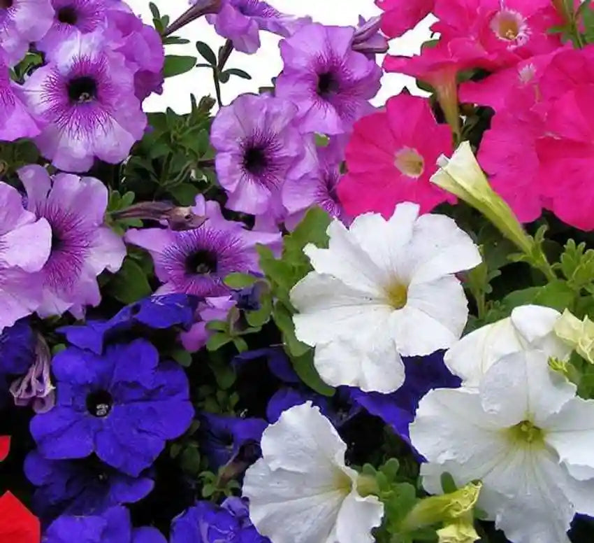 Petunia flower seeds