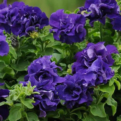 Blue Double petunia plant