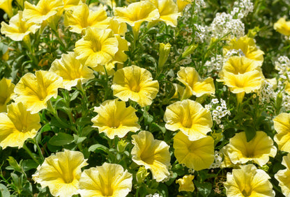 Light Yellow flower seeds