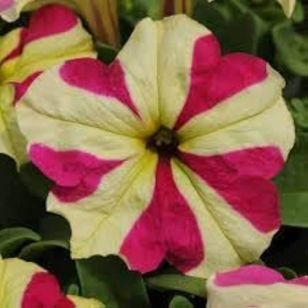 & Yellow Petunia plant