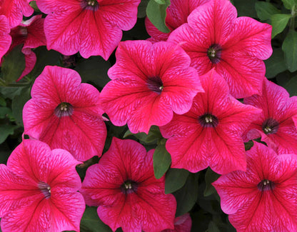 Light Pink flower seeds