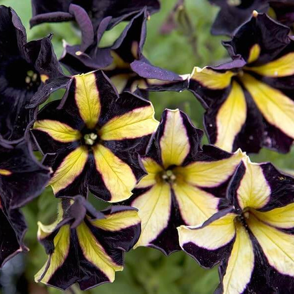 Black Yellow Petunia plant