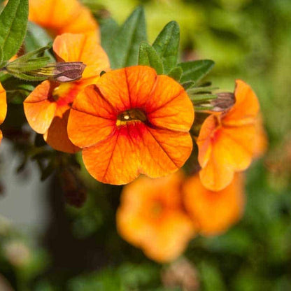 Orange Petunia plant