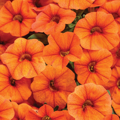 Orange Petunia plant