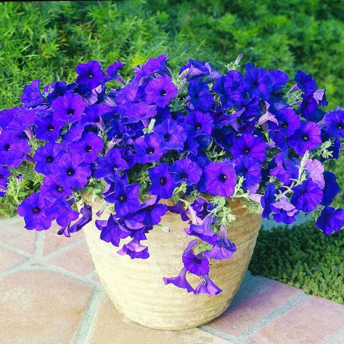 Color Blue Petunia plant