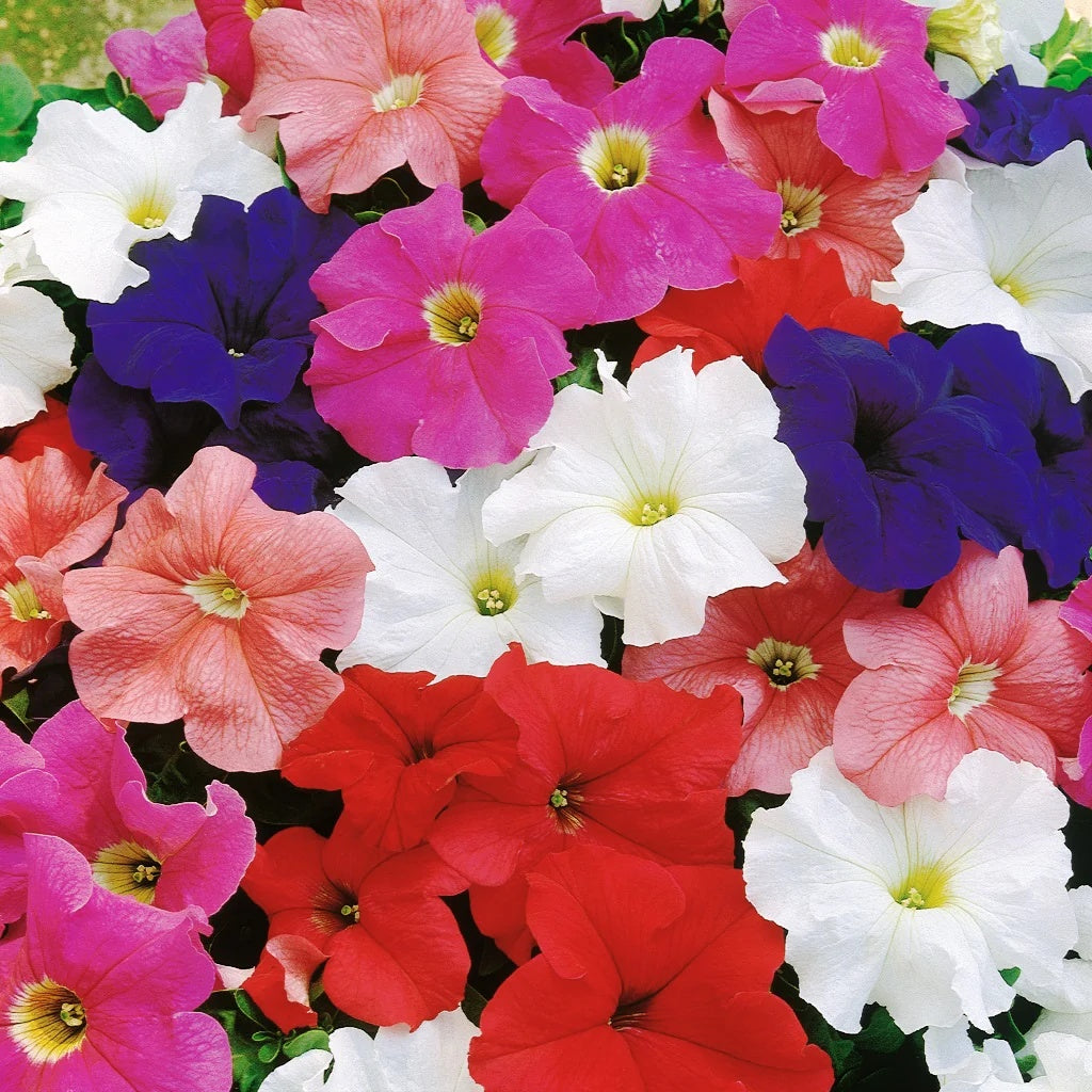 Petunia plant
