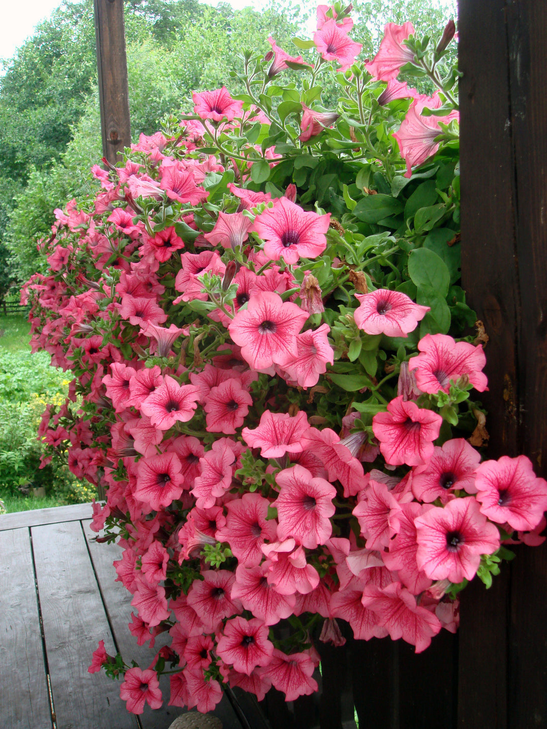 Ornamental flower seeds