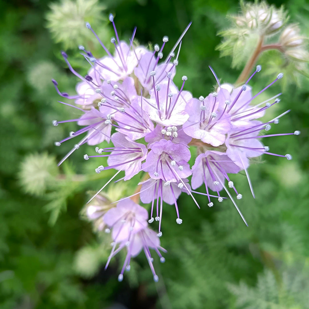 Phacelia flower seeds for planting with lavender-blue blooms in a garden
