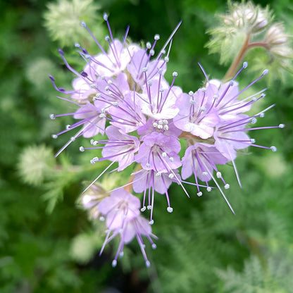 Phacelia flower seeds for planting with lavender-blue blooms in a garden