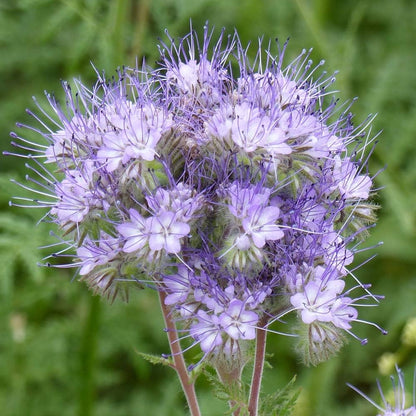 Phacelia flower seeds for planting with lavender-blue blooms in a garden