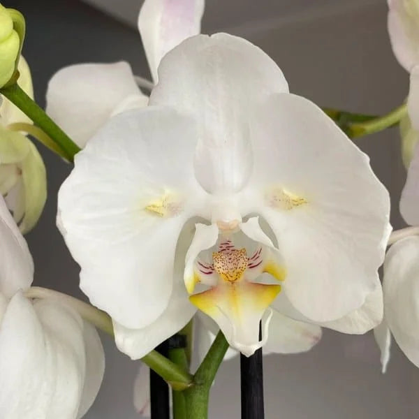 White Phalaenopsis flower seeds