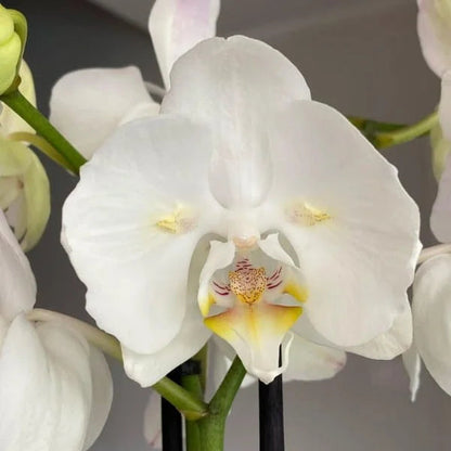 White Phalaenopsis flower seeds