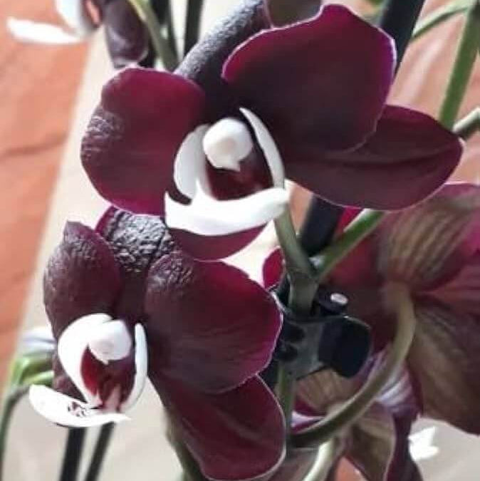 Chocolate Phalaenopsis Orchid plant