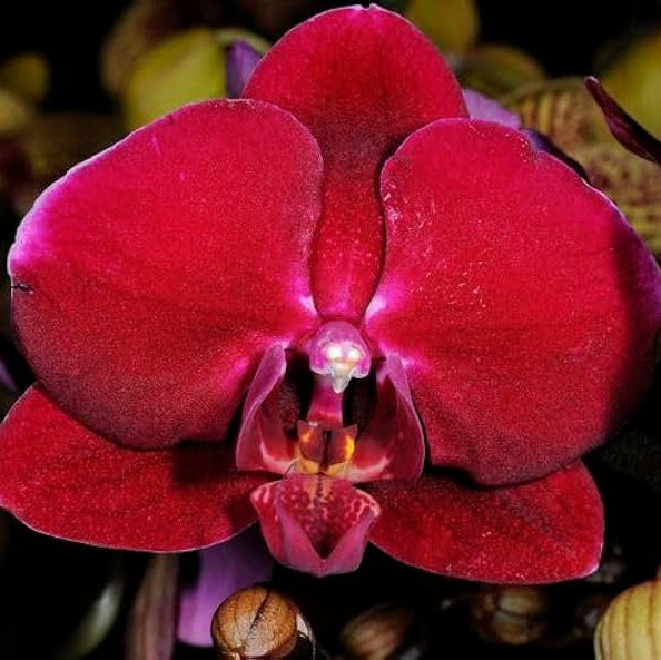 Red Phalaenopsis Orchid plant
