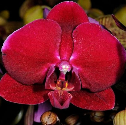 Red Phalaenopsis Orchid plant