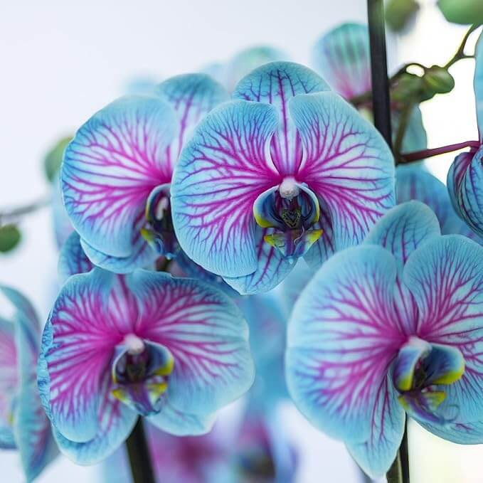 Pink Phalaenopsis Orchid plant