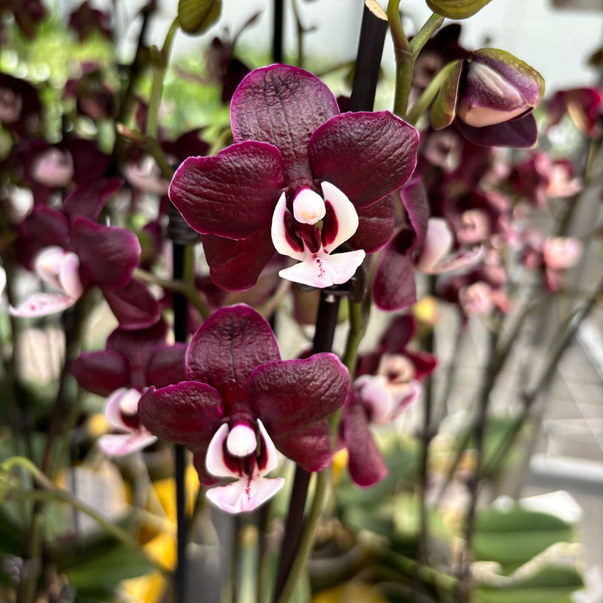 Chocolate Phalaenopsis Orchid plant