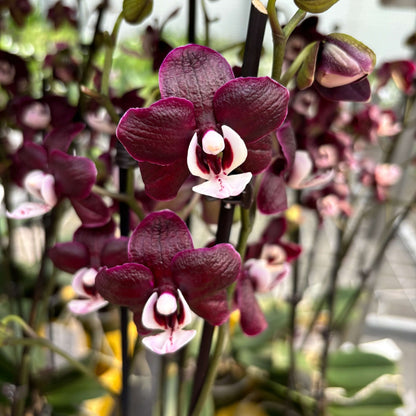 Chocolate Phalaenopsis Orchid plant