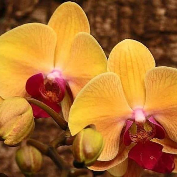 Orange Phalaenopsis Orchid plant
