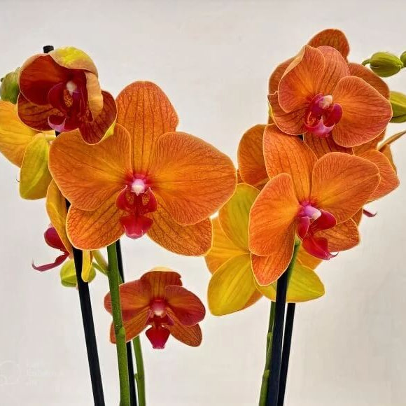 Orange Phalaenopsis Orchid plant