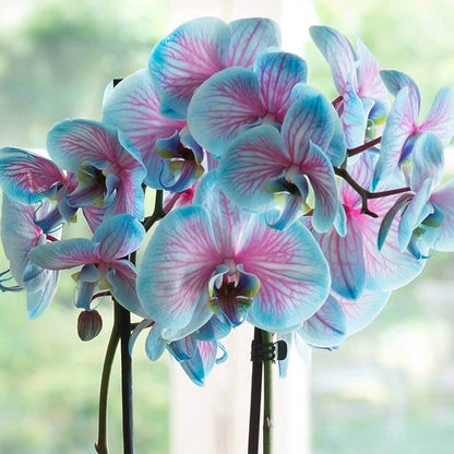 Pink Phalaenopsis Orchid plant