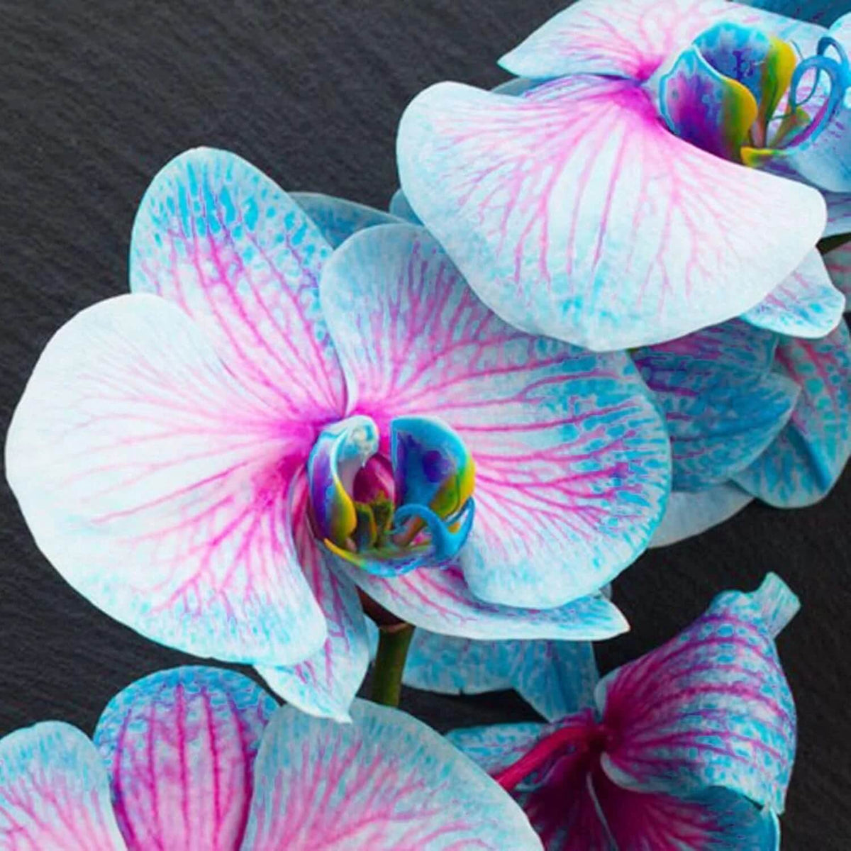 Pink Phalaenopsis Orchid plant