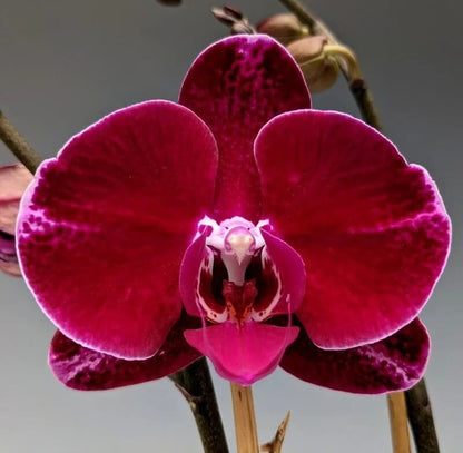 Red Phalaenopsis Orchid plant