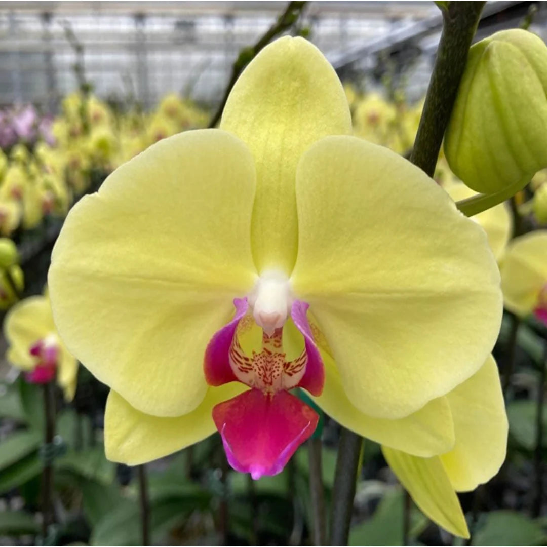 Yellow Phalaenopsis flower seeds