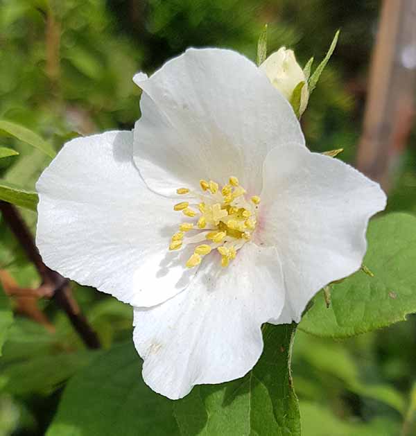 White Philadelphus flower seeds