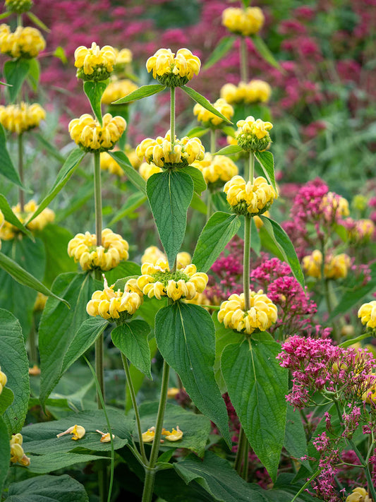 Yellow Jerusalem flower seeds