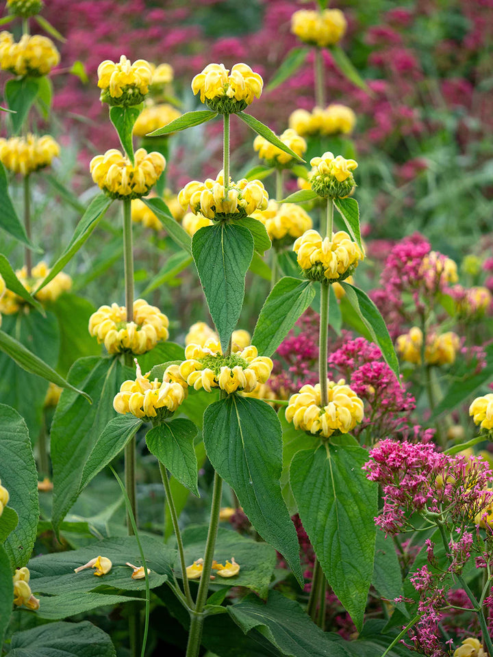 Yellow Jerusalem flower seeds