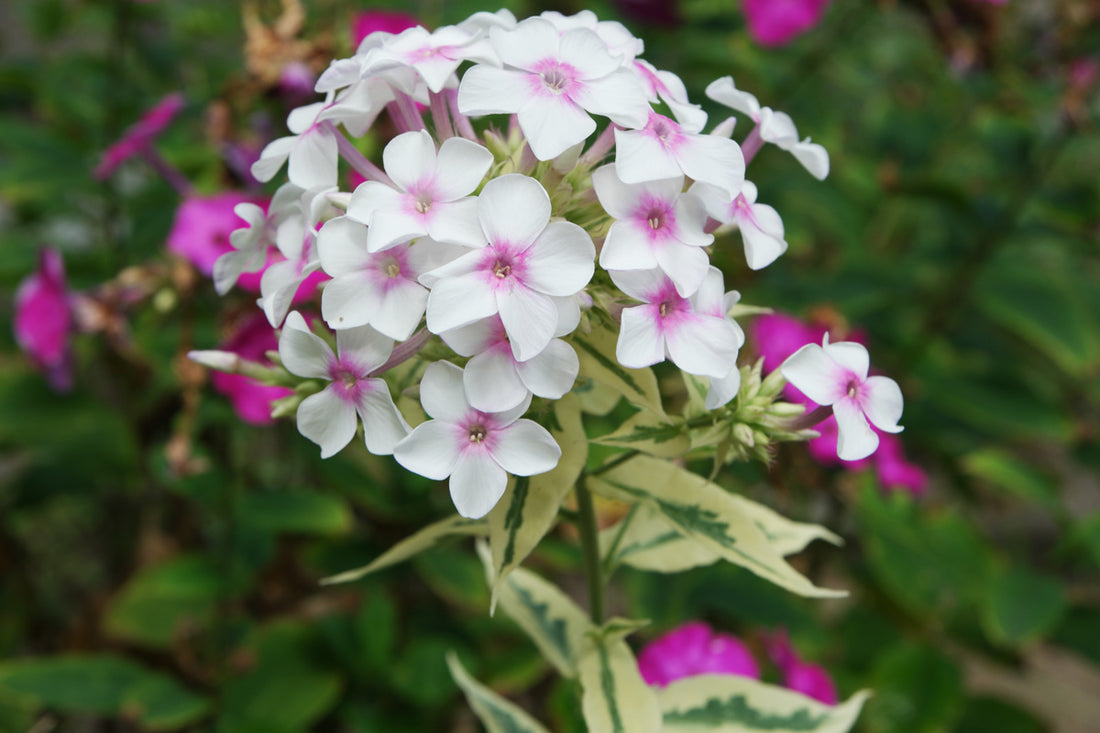 White Pink flower seeds