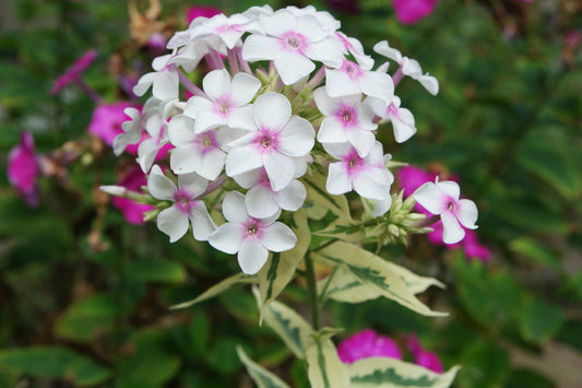 White Pink flower seeds