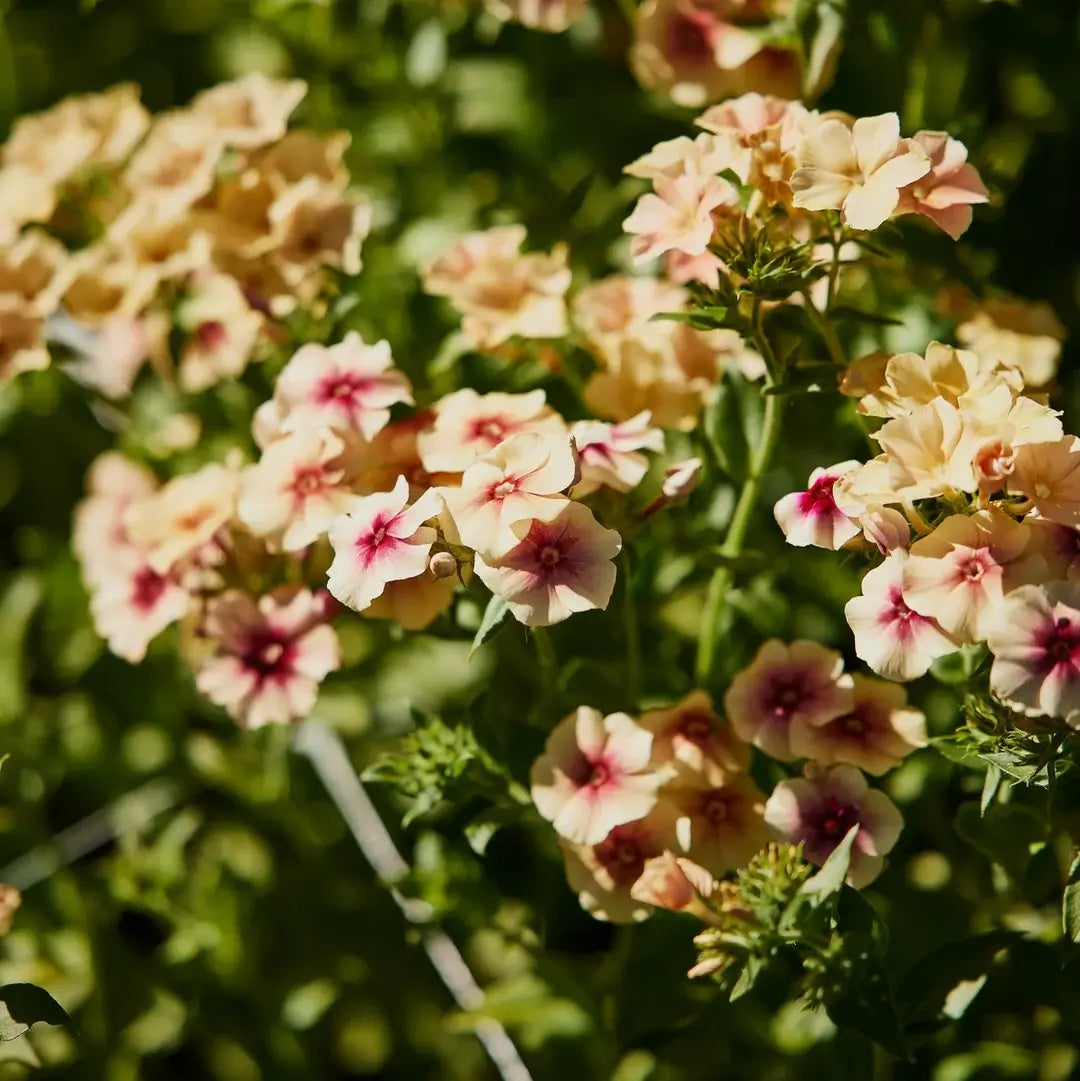 Cherry Caramel Phlox plant
