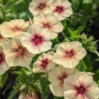 Cherry Caramel Phlox plant