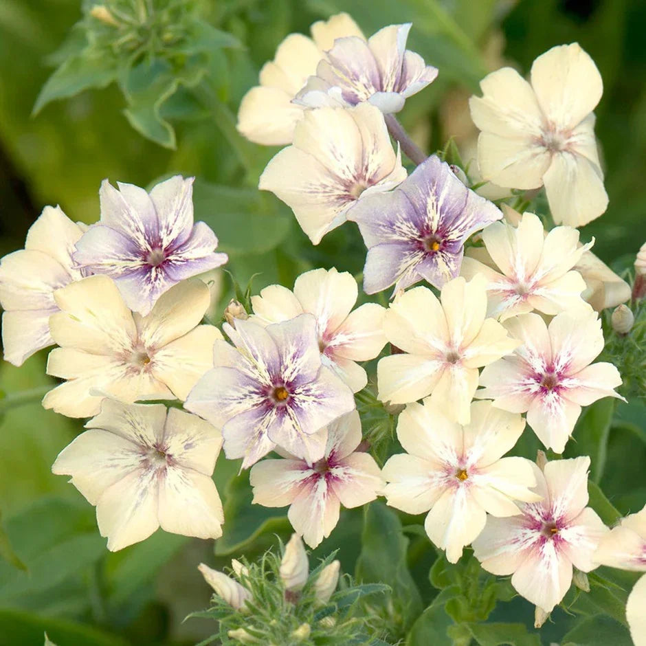 Crème Brulee Phlox plant