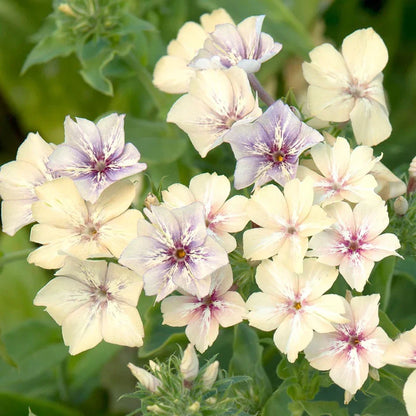 Crème Brulee Phlox plant