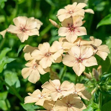 Crème Brulee Phlox plant