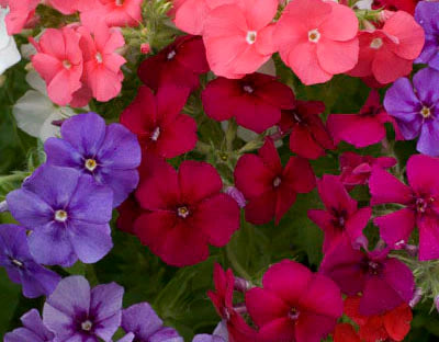 Drummondii flower seeds