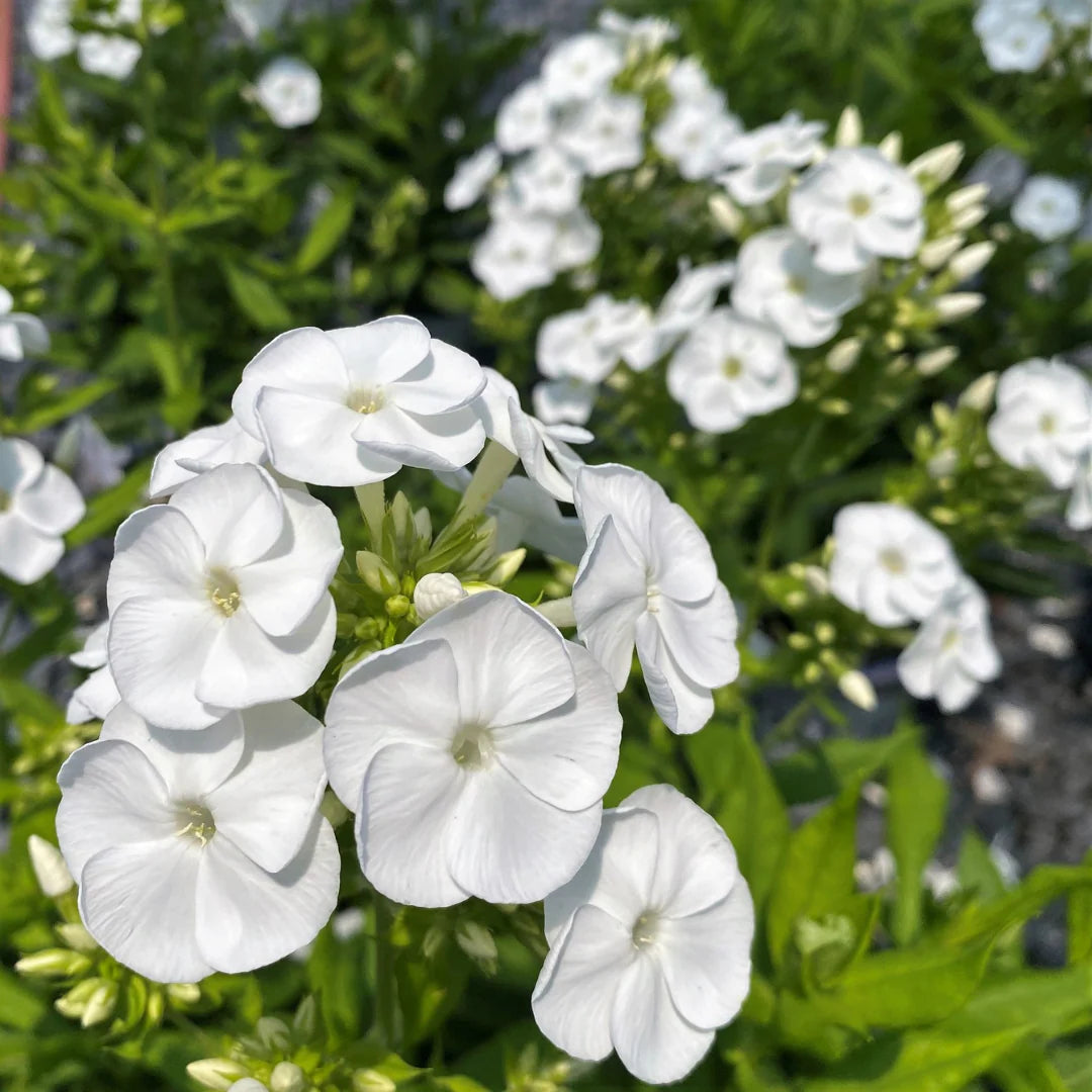 Bright White flower seeds