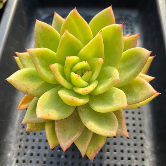 Yellow Green flower seeds