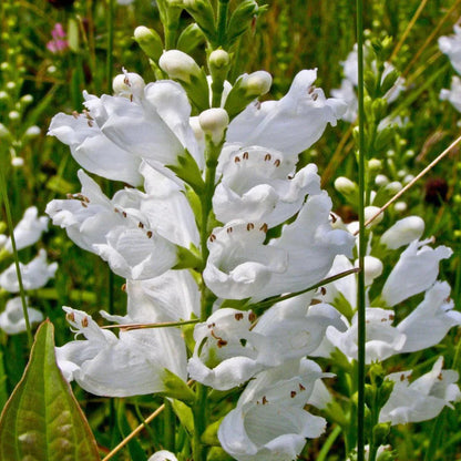 White Physostegia Flower Seeds for Planting – Heirloom Non-GMO Garden Seeds