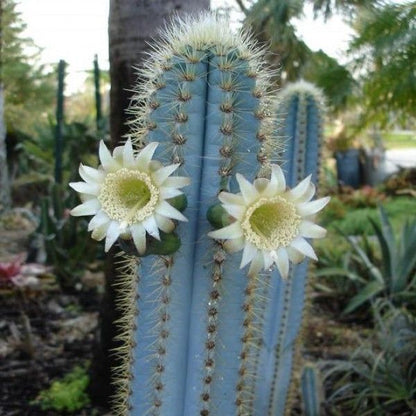 Blue Pilosocereus flower seeds