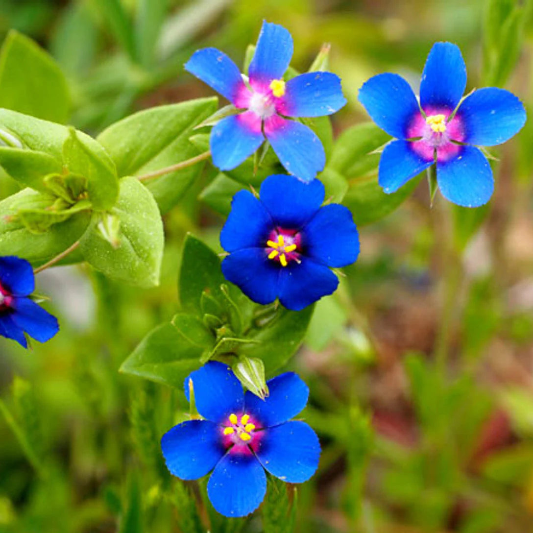 Blue Pimpernel flower seeds