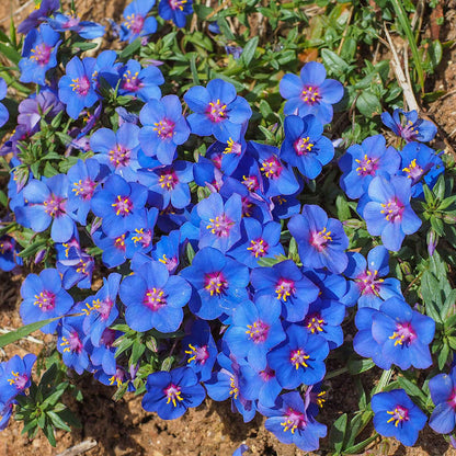 Blue Pimpernel plant