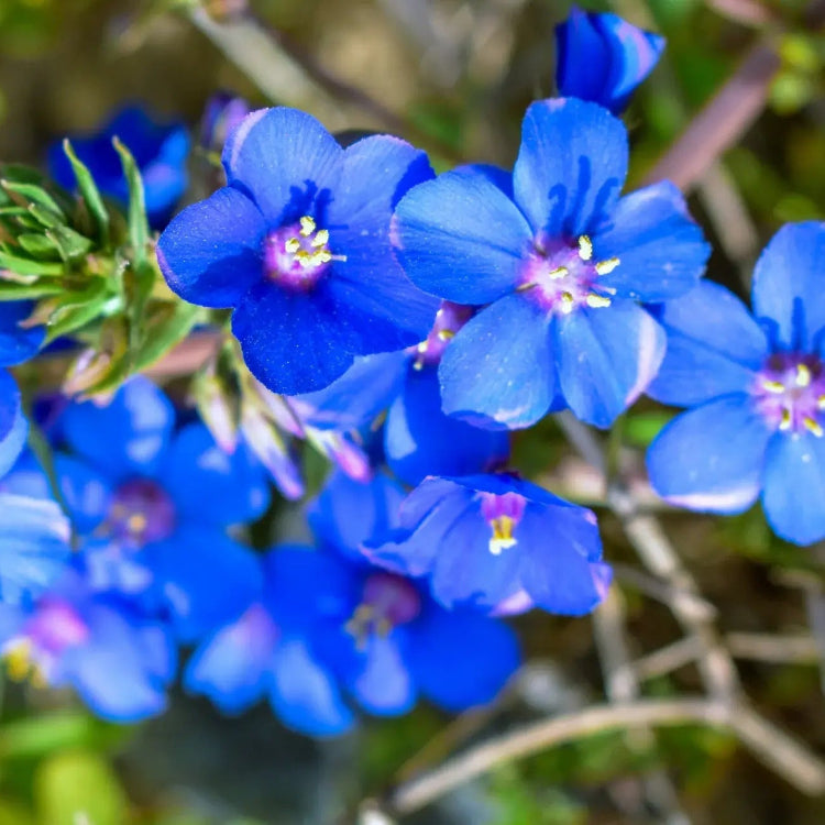 Blue Pimpernel plant