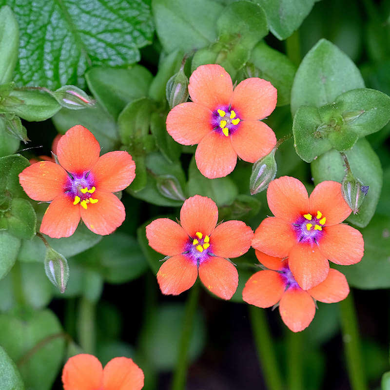 Scarlet Pimpernel Pimpernel plant