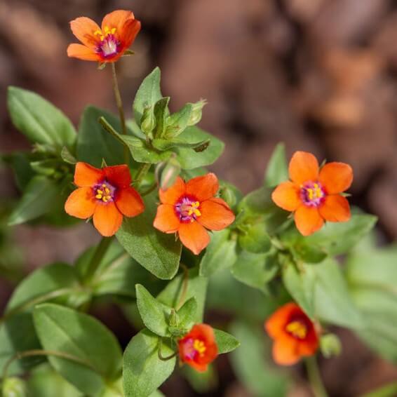 Scarlet Pimpernel Pimpernel plant