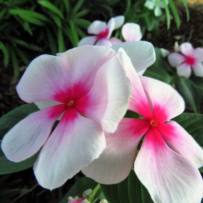 Pink Vinca flower seeds