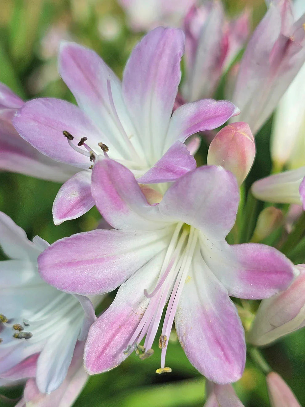 Pink Agapanthus flower seeds